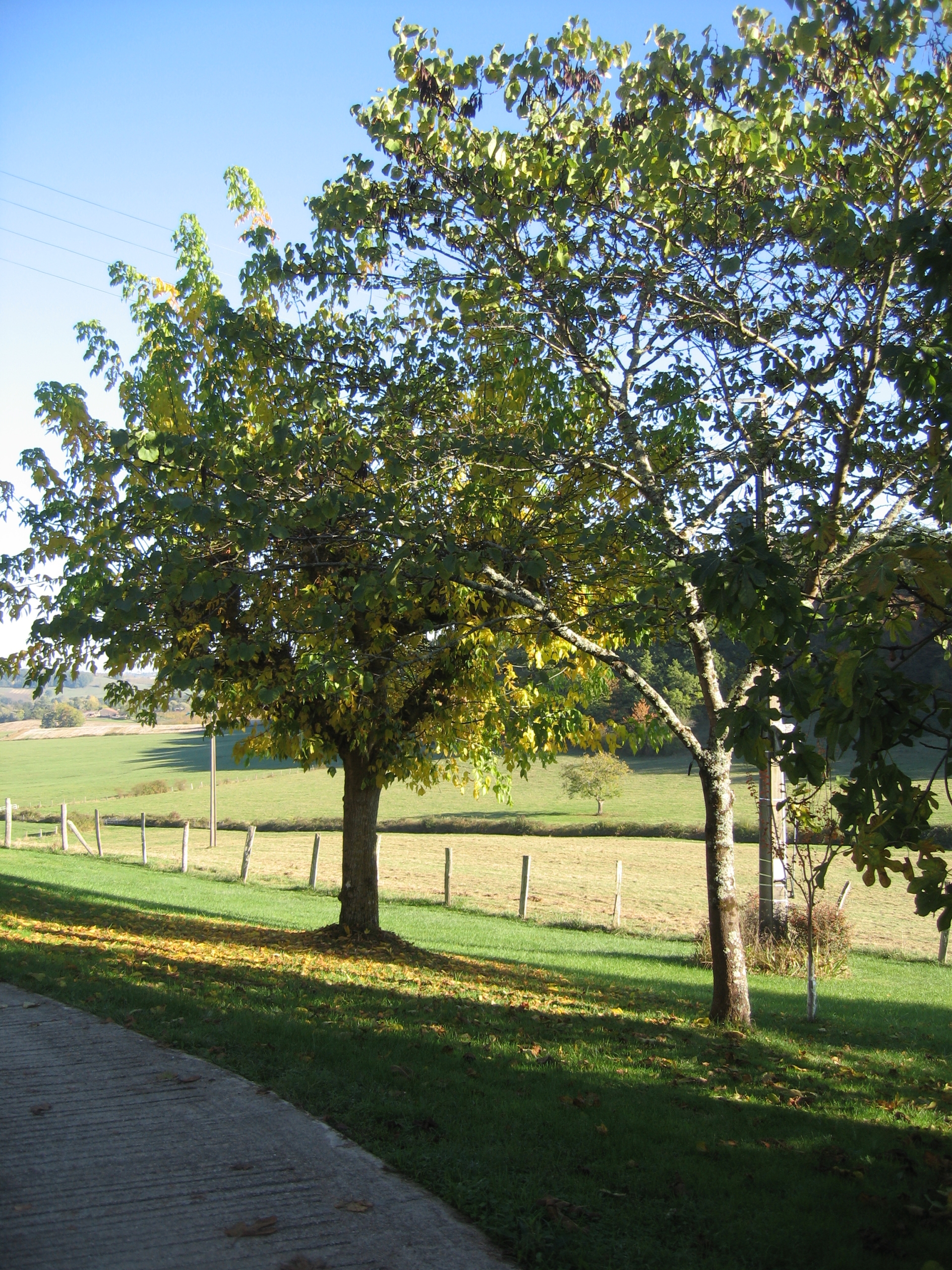 Arbres à droite de l’allée