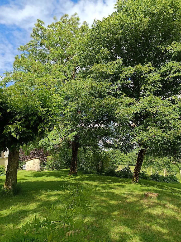 Erable, accacia, tilleul et puit