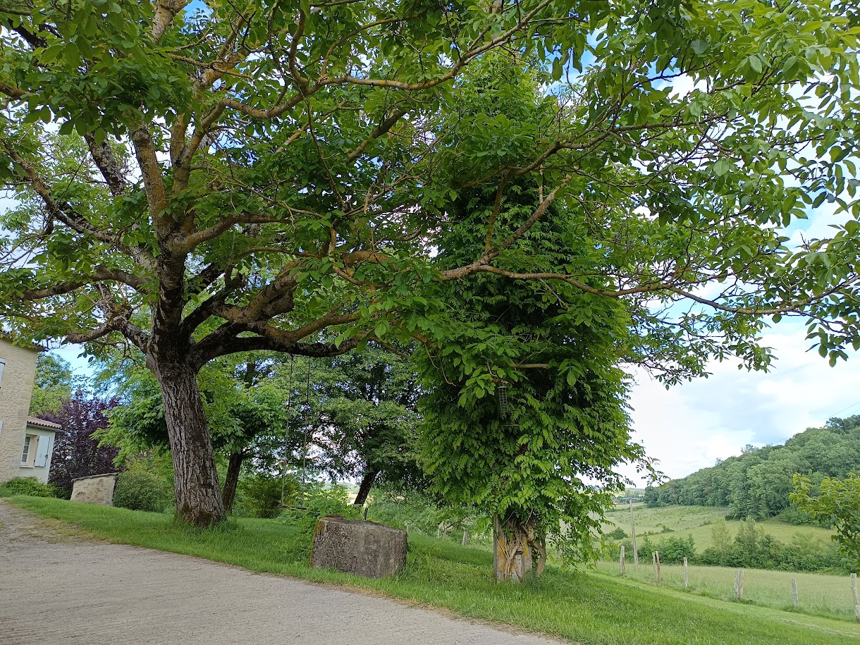 arrivée chemin ciment avec vue noyer
